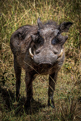 warthog