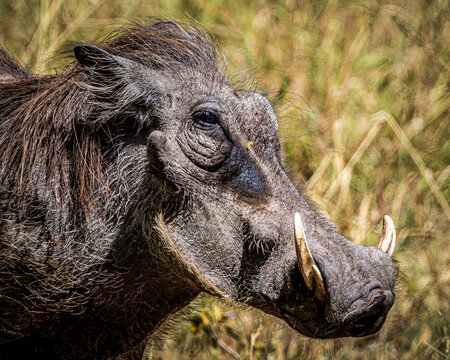 warthog