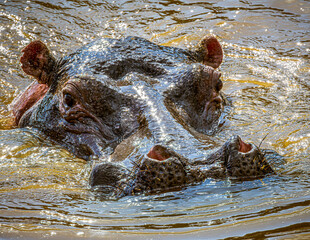 hippopotamus in water