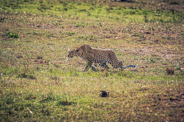 leopard in the savannah
