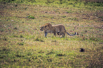 leopard in the savannah