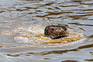 Fototapeta premium hippopotamus in water