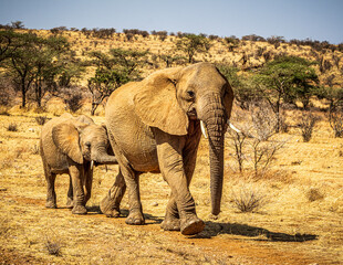 Fototapeta premium elephant
