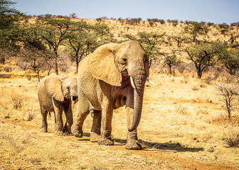 Fototapeta premium elephant