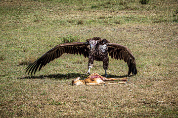 vulture