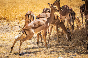 group of impala