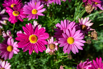Close up of bright pink daisies