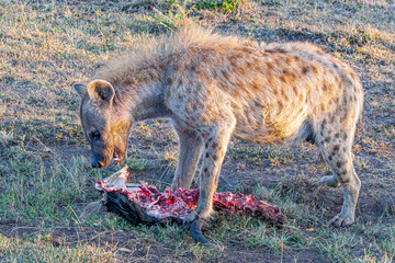 hyena