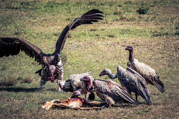 vulture