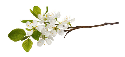 Fresh flowers and leaves of prunus tree isolated on white or transparent background. Spring flowering.