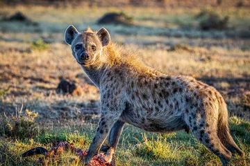 Deurstickers hyena © Alvaro