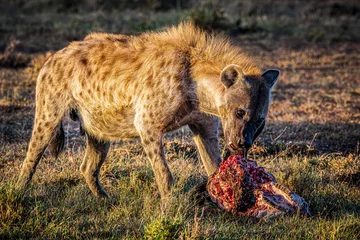 Foto op Aluminium hyena © Alvaro