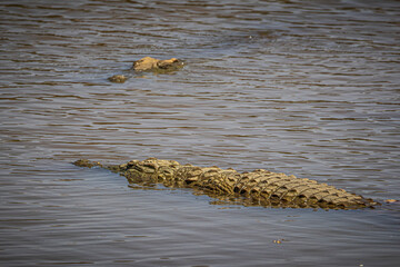 crocodile in the water