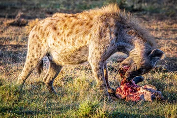 Foto op Plexiglas hyena © Alvaro
