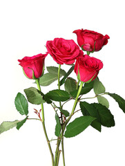 Fototapeta premium red rose isolated on white background