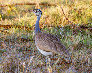 grey crowned crane