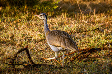 greater rhea americana