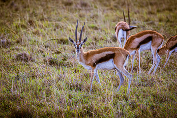 impala in the wild