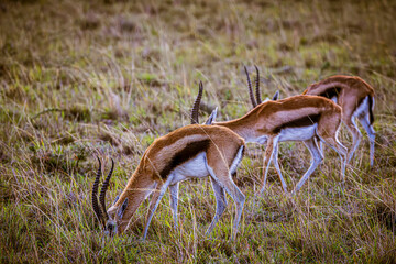 impala antelope in the wild