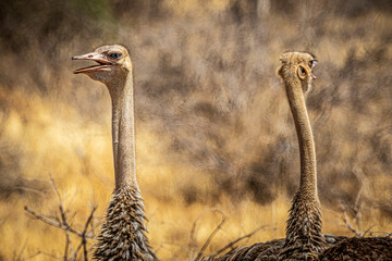 ostrich in the savannah - obrazy, fototapety, plakaty
