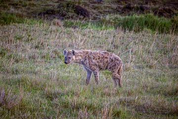 Gordijnen hyena © Alvaro