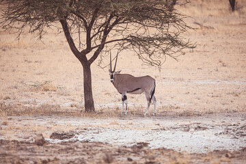 impala in the savannah