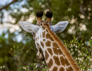 giraffe