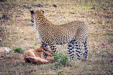 leopard hunting