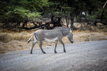 zebra