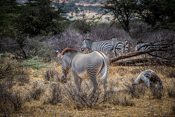 Naklejka premium zebra