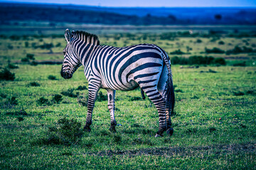 Naklejka premium zebra