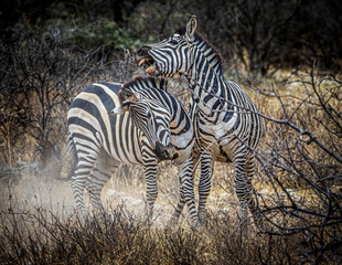 zebras