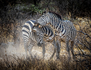 Fototapeta na wymiar zebras