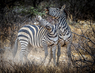 zebras