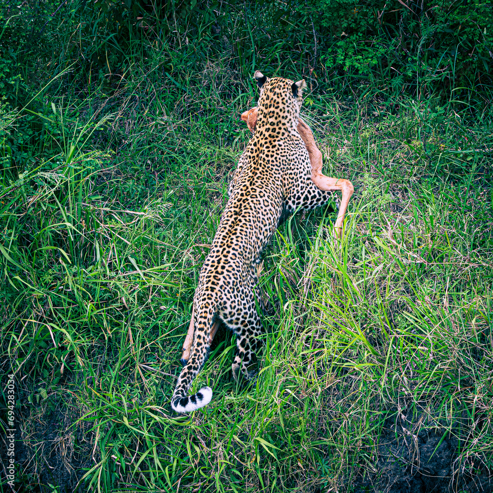 Poster leopard