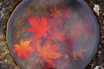 水中紅葉