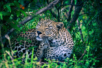 leopard
