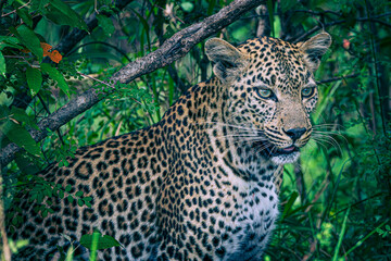 leopard