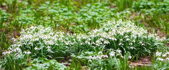 Snowdrops. First flowers  blossom in spring day