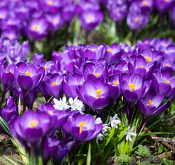 First spring flowers. Violet Crocuses blooming in sunny day