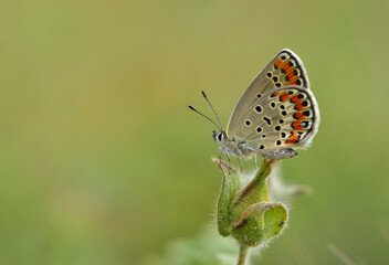 Plebejus carmon 1058