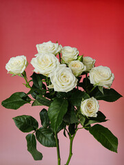 bouquet of white roses
