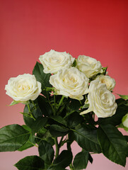 bouquet of white roses