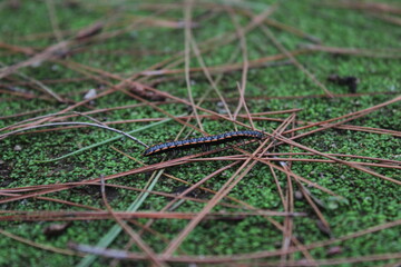 millipedes under tree branches