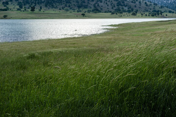 Grass on the lake