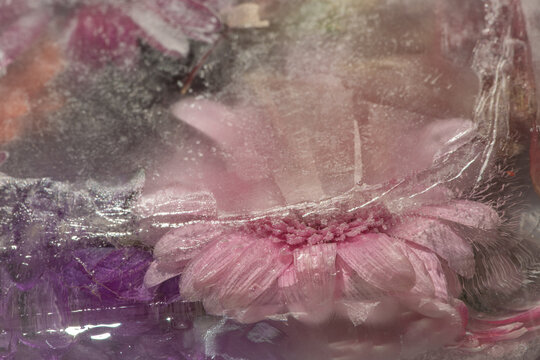 Fototapeta abstract art background of frozen pink gerbera flower in ice