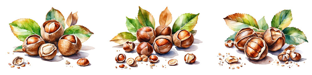 A collection of watercolor hazelnut in PNG format or on a transparent background. Decorations and watercolor-painted design elements for a project, banner, postcard, business. Fresh nut.
