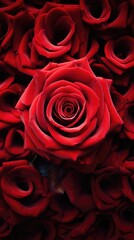 Red rose. close up. Vertical background