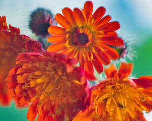 Close up photo from hawkweed red and yellow flowers