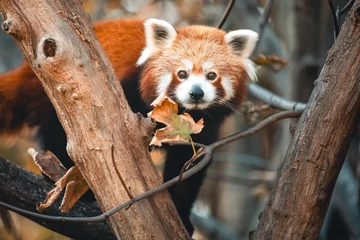 Fototapeten Kleiner Panda sitzt auf herbstlichem Baum © Vanell